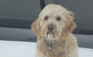 Honey the Wonder Dog